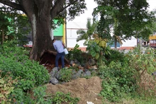 Tres árboles emblemáticos afectados con plagas y hongos son intervenidos por la autoridad ambiental