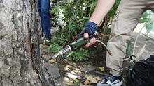 Tres árboles emblemáticos afectados con plagas y hongos son intervenidos por la autoridad ambiental