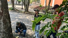 Tres árboles emblemáticos afectados con plagas y hongos son intervenidos por la autoridad ambiental