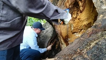 Tres árboles emblemáticos afectados con plagas y hongos son intervenidos por la autoridad ambiental
