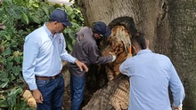 Tres árboles emblemáticos afectados con plagas y hongos son intervenidos por la autoridad ambiental
