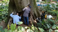 Tres árboles emblemáticos afectados con plagas y hongos son intervenidos por la autoridad ambiental