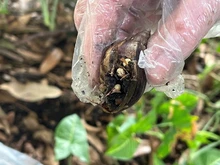 Unos 300 caracoles africanos fueron retirados de un parque en el barrio Guayacanes