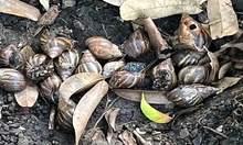 Unos 300 caracoles africanos fueron retirados de un parque en el barrio Guayacanes