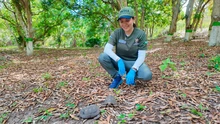 Más de 150 animales de fauna silvestre fueron liberados en zonas de reserva en Cartagena