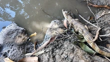 Más de 150 animales de fauna silvestre fueron liberados en zonas de reserva en Cartagena