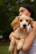 Cali apuesta por la cultura ciudadana y la tenencia responsable de animales de compañía: se realizó jornada en el parque de Capri