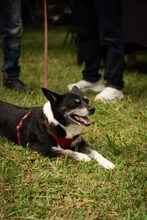 Cali apuesta por la cultura ciudadana y la tenencia responsable de animales de compañía: se realizó jornada en el parque de Capri