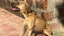 Se atienden dos casos de protección animal tras alertas ciudadanas en redes sociales