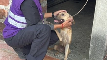 Se atienden dos casos de protección animal tras alertas ciudadanas en redes sociales