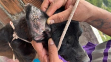 Se atienden dos casos de protección animal tras alertas ciudadanas en redes sociales