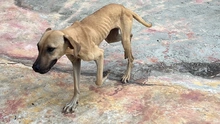 Se atienden dos casos de protección animal tras alertas ciudadanas en redes sociales