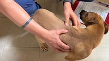 Se atienden dos casos de protección animal tras alertas ciudadanas en redes sociales