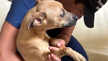 Se atienden dos casos de protección animal tras alertas ciudadanas en redes sociales