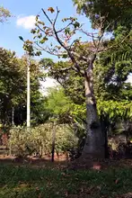 La singularidad de la riqueza forestal en Cali: más de 382 mil árboles, 473 especies diferentes y 18 individuos catalogados como únicos