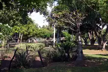 La singularidad de la riqueza forestal en Cali: más de 382 mil árboles, 473 especies diferentes y 18 individuos catalogados como únicos