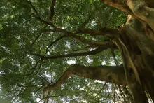 La singularidad de la riqueza forestal en Cali: más de 382 mil árboles, 473 especies diferentes y 18 individuos catalogados como únicos