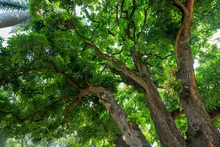 La singularidad de la riqueza forestal en Cali: más de 382 mil árboles, 473 especies diferentes y 18 individuos catalogados como únicos