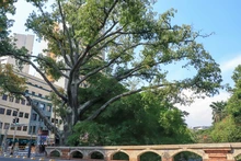 Cali es ratificada nuevamente como ‘Ciudad Árbol del Mundo’ al certificar la gestión de su arbolado urbano