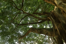 Cali es ratificada nuevamente como ‘Ciudad Árbol del Mundo’ al certificar la gestión de su arbolado urbano