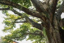 Cali es ratificada nuevamente como ‘Ciudad Árbol del Mundo’ al certificar la gestión de su arbolado urbano