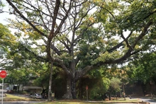 Cali es ratificada nuevamente como ‘Ciudad Árbol del Mundo’ al certificar la gestión de su arbolado urbano