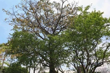 Cali es ratificada nuevamente como ‘Ciudad Árbol del Mundo’ al certificar la gestión de su arbolado urbano