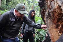 Cali es ratificada nuevamente como ‘Ciudad Árbol del Mundo’ al certificar la gestión de su arbolado urbano