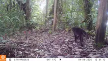 Cámaras trampa permitieron identificar, por primera vez, un tigrillo melánico en predios de conservación del Dagma