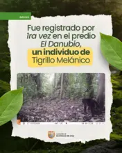 Cámaras trampa permitieron identificar, por primera vez, un tigrillo melánico en predios de conservación del Dagma