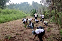 Estudiantes universitarios sembraron plantas para fortalecer una barrera de protección contra incendios forestales