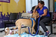 No más al abandono de animales domésticos en Cali: un llamado enfático desde el Centro de Bienestar Animal 