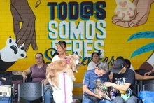 No más al abandono de animales domésticos en Cali: un llamado enfático desde el Centro de Bienestar Animal 