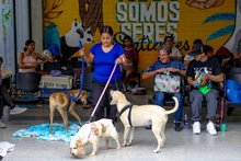 No más al abandono de animales domésticos en Cali: un llamado enfático desde el Centro de Bienestar Animal 