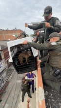 Histórico rescate en Cali: por primera vez se aplica la Ley Ángel para salvar animales en riesgo dentro de una vivienda