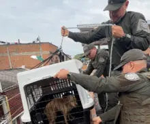 Histórico rescate en Cali: por primera vez se aplica la Ley Ángel para salvar animales en riesgo dentro de una vivienda