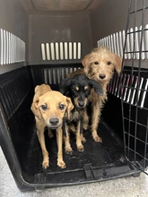 Histórico rescate en Cali: por primera vez se aplica la Ley Ángel para salvar animales en riesgo dentro de una vivienda