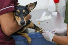 ¡Ojo! El moquillo puede matar a nuestros perros: no olvide mantener sus vacunas y refuerzos al día