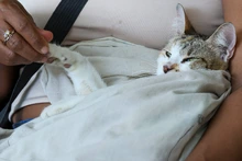 ¡Ojo! El moquillo puede matar a nuestros perros: no olvide mantener sus vacunas y refuerzos al día