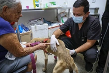 ¡Ojo! El moquillo puede matar a nuestros perros: no olvide mantener sus vacunas y refuerzos al día