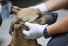 ¡Ojo! El moquillo puede matar a nuestros perros: no olvide mantener sus vacunas y refuerzos al día