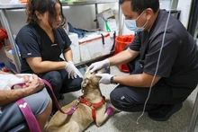 ¡Ojo! El moquillo puede matar a nuestros perros: no olvide mantener sus vacunas y refuerzos al día