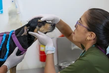 ¡Ojo! El moquillo puede matar a nuestros perros: no olvide mantener sus vacunas y refuerzos al día