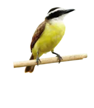 Pájaro