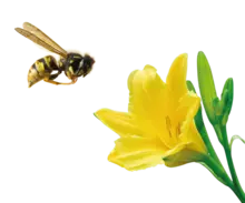 abeja