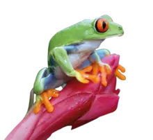Rana