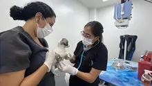 Fortalecen construcción de la Política Pública de Protección y Bienestar Animal, con participación ciudadana e interinstitucional