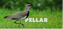 Pellar