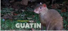 Guatin