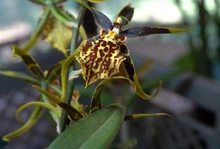 Celebra los 490 años de Cali entre orquídeas y naturaleza